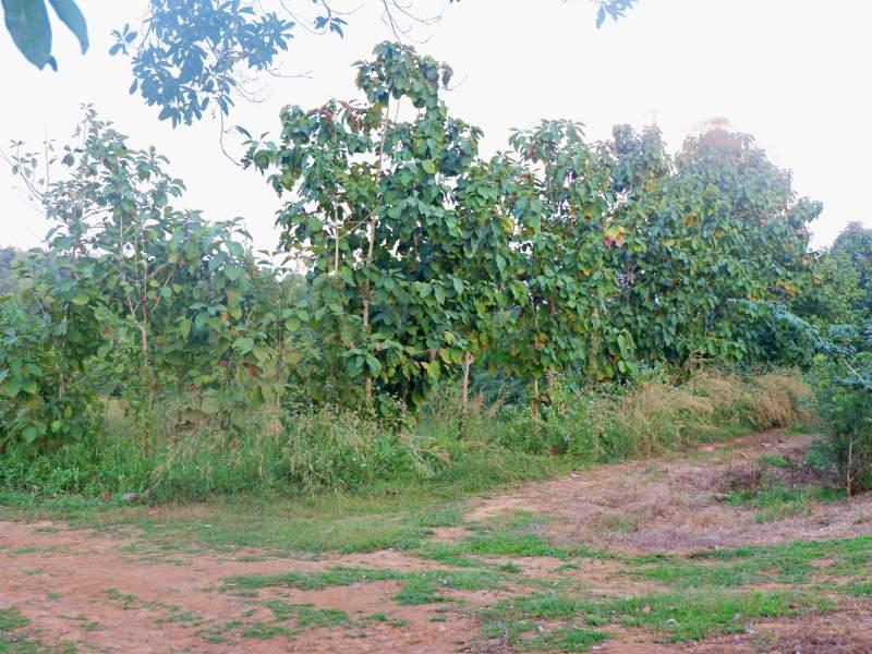 Land for Sale in Huai Sak, Chiang Rai - land for sale chiangrai
