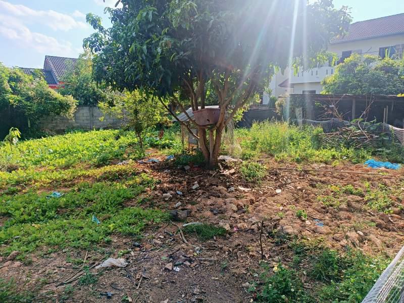 Land for Sale in Ban Du, Mueang Chiang Rai - Land for Sale in Bandu